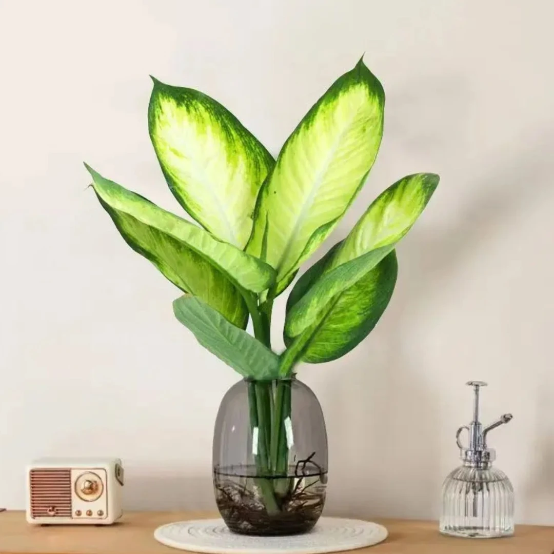 水培植物玛丽安盆栽花叶万年青D室内花卉绿植四季常青