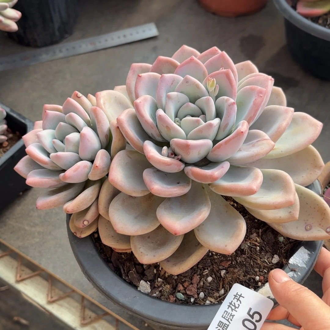 同温层多肉奥普05