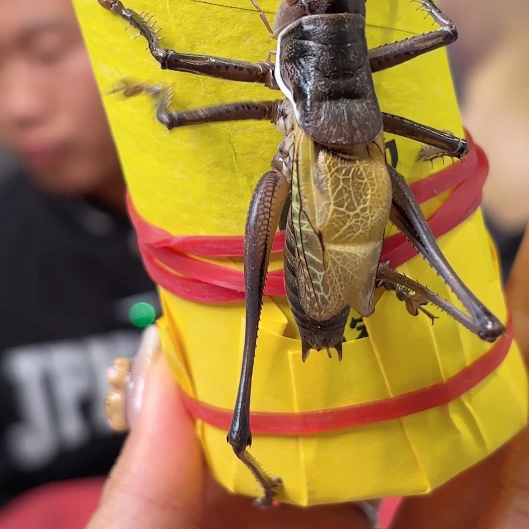 半***孩蝈蝈蝈蝈福福价格