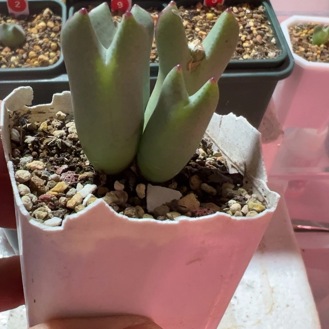白花皮卡丘一物一拍