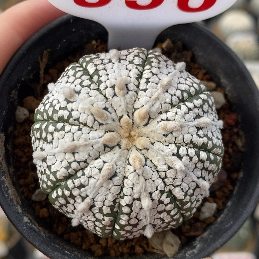 556奇迹兜特价秒杀