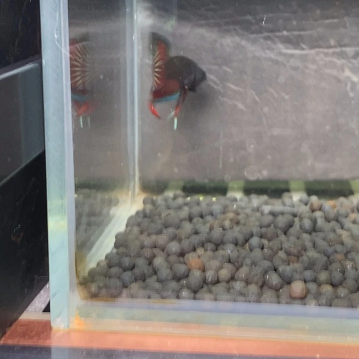 斗鱼泰国斗鱼501号