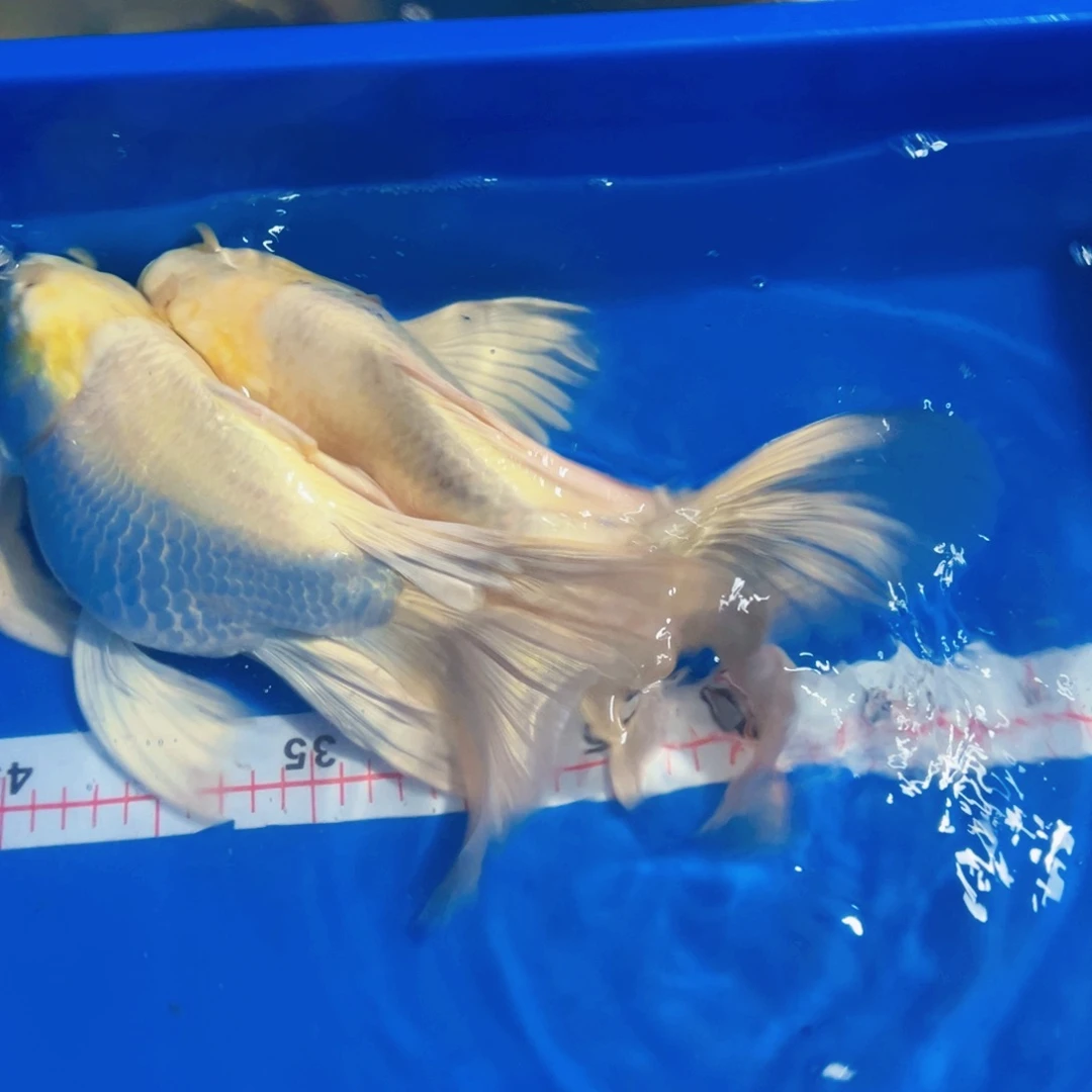 海水鱼蝴蝶鲤包邮68