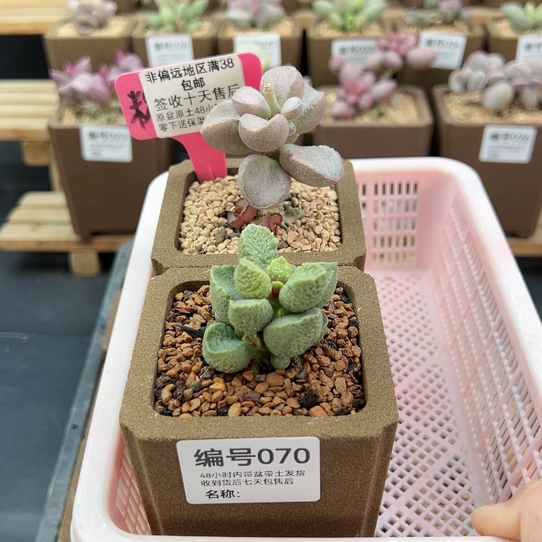 a**砹070洛神沐青多肉