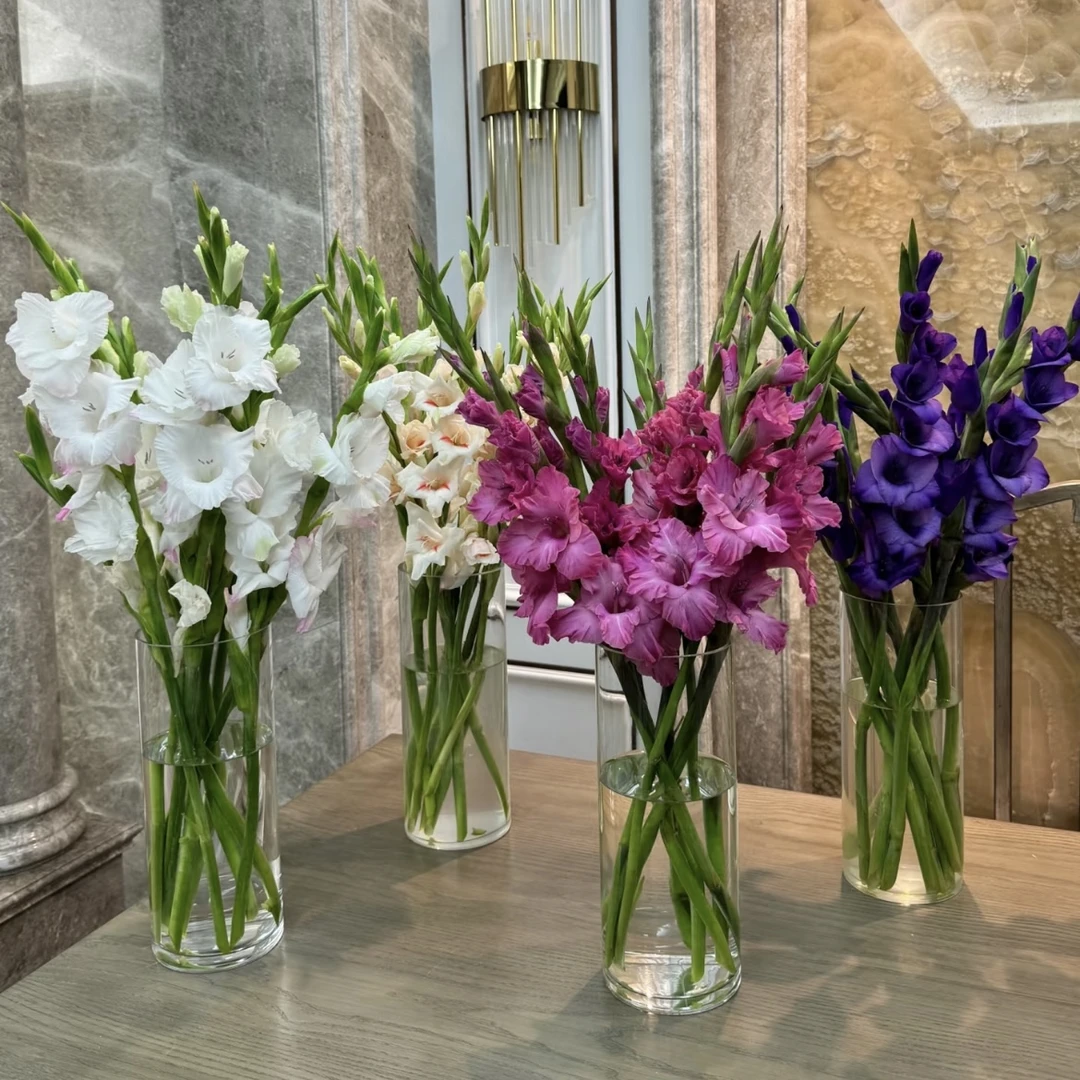 云南【高品质浓香型混色剑兰】包邮＋保鲜剂鲜花家用正宗批发花束