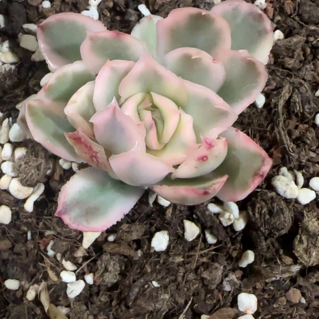 ?****¹十一 多肉植物