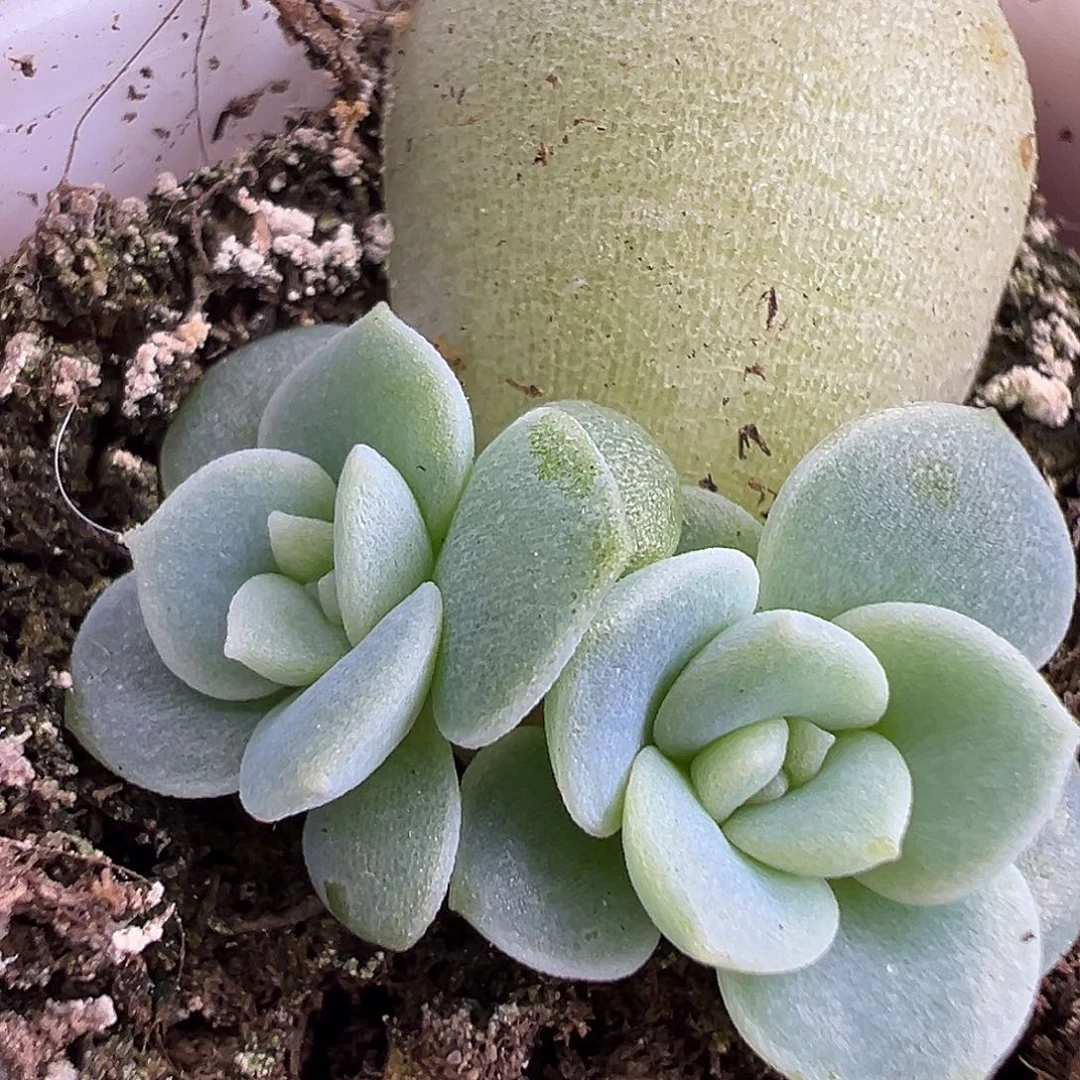 财富姐妹。大姐。