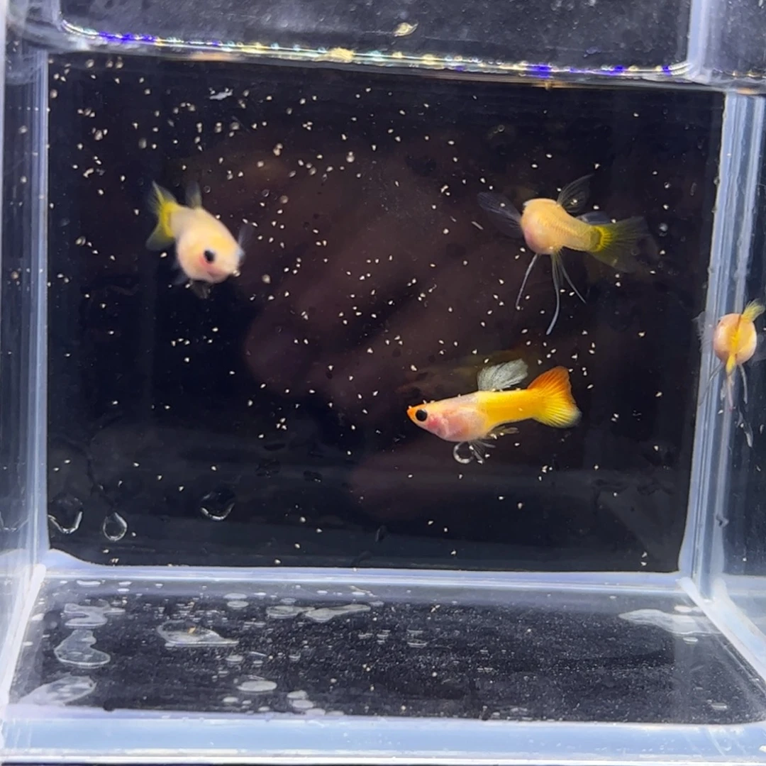 海水鱼落日c11111111111