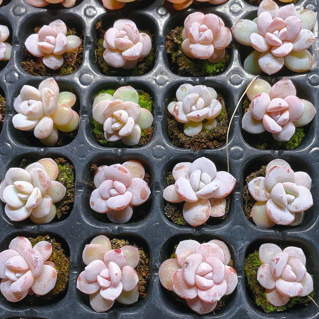 三个雪莲杂穴满25包邮