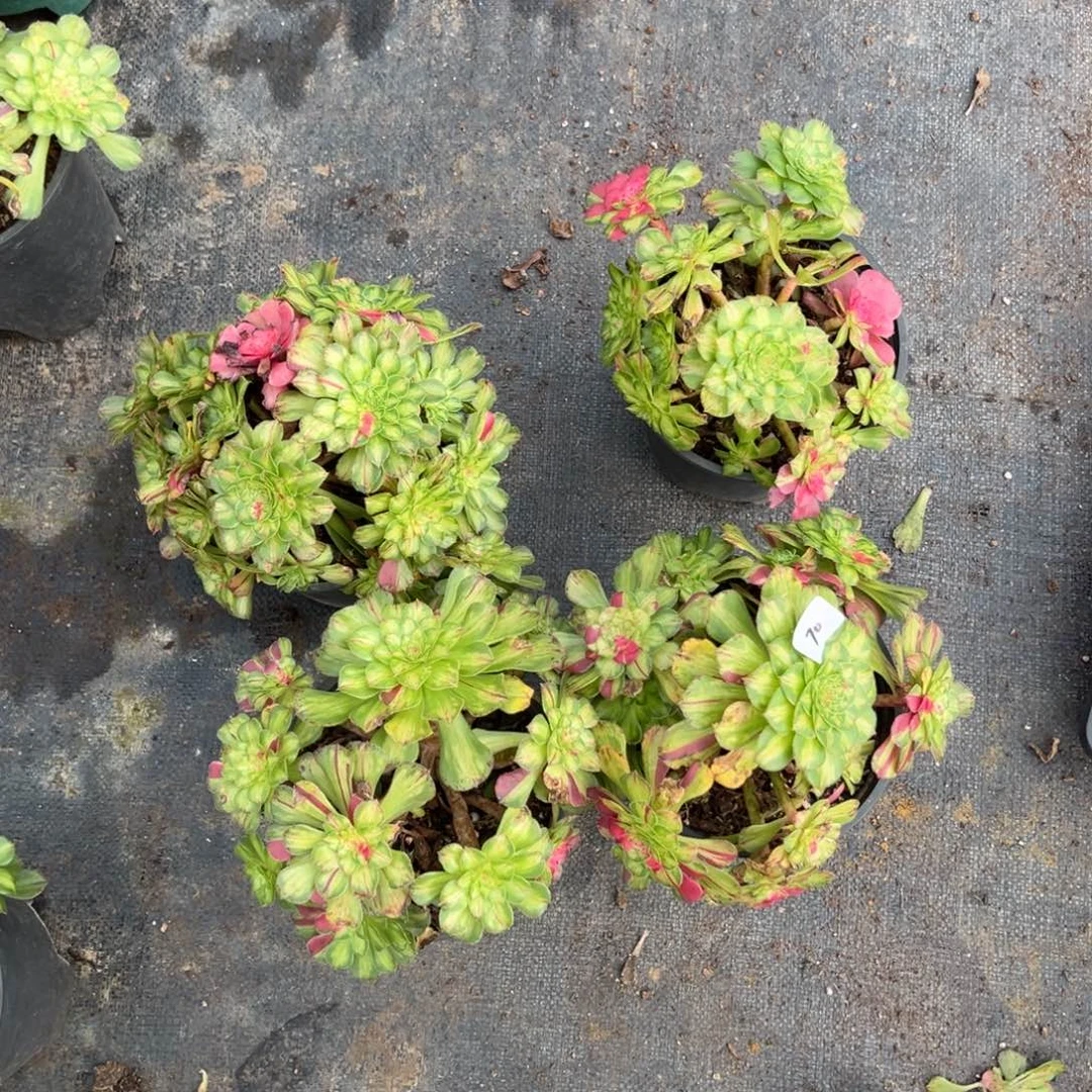 70知否有瑕疵一颗10多肉0