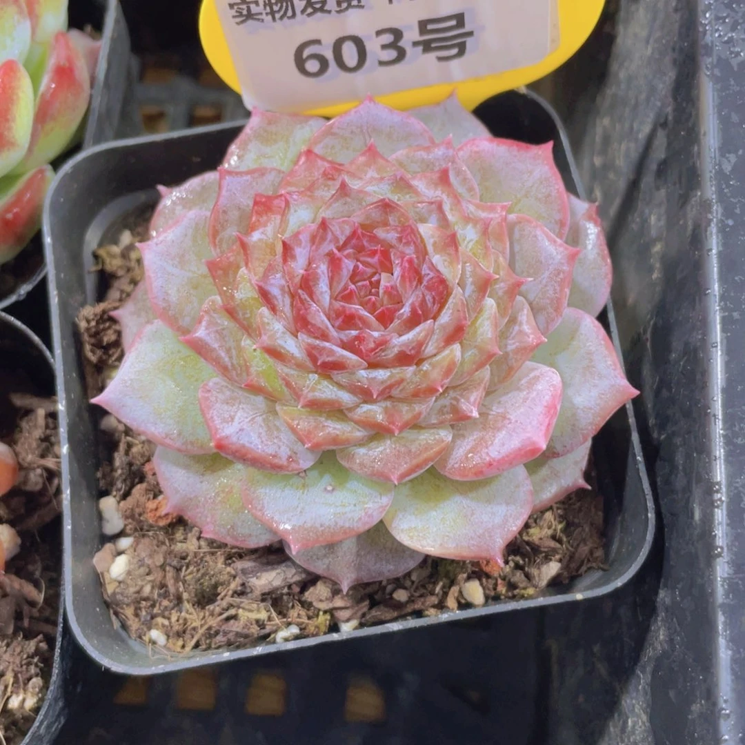 603号 睫毛紫透珍妮