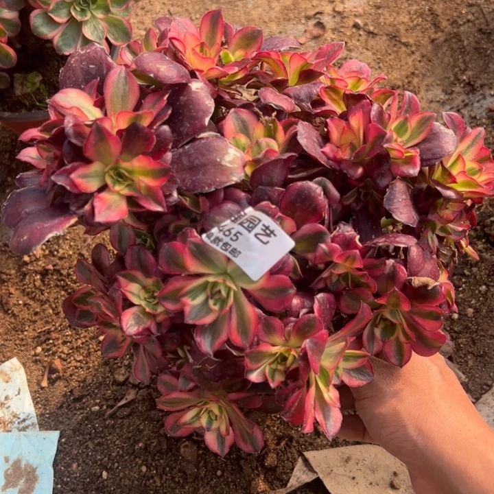 纳福绣球多肉植物465