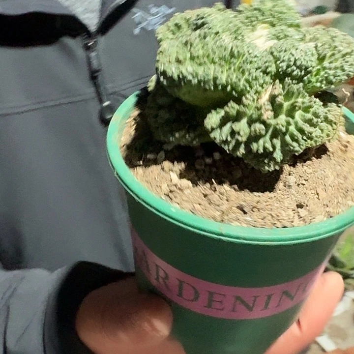 一行园艺【龟甲牡丹】