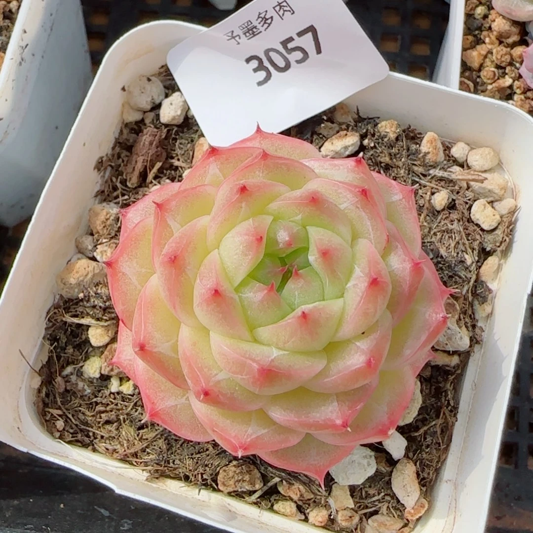 青梅，3057多肉植物