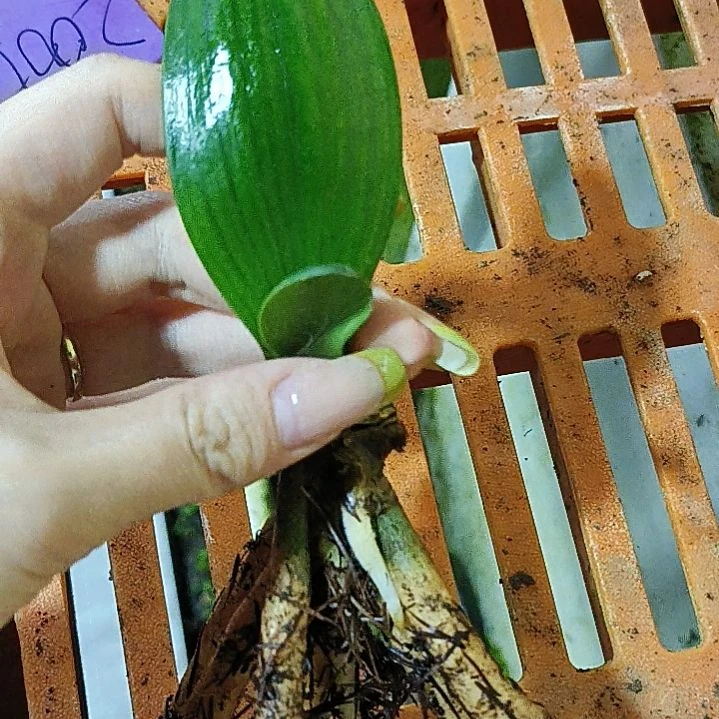 完全开放V5考虑考虑
