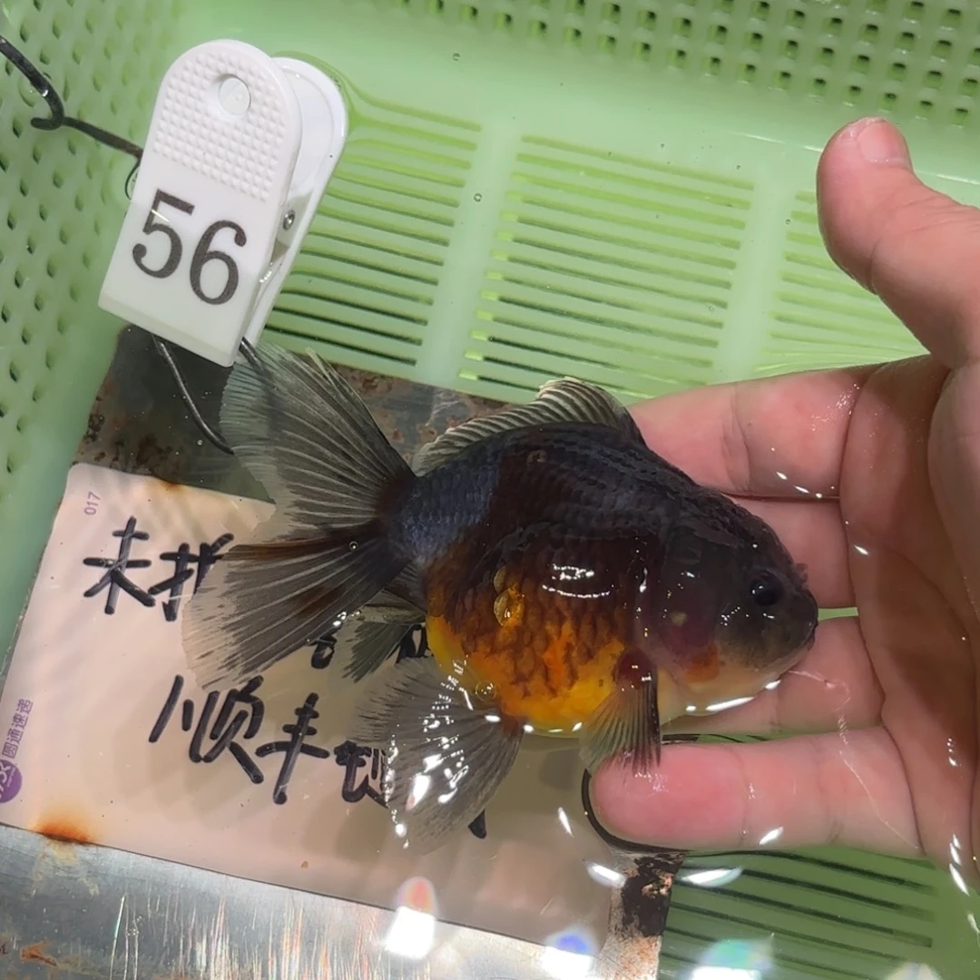 金鱼未拍包装箱的发顺丰到付