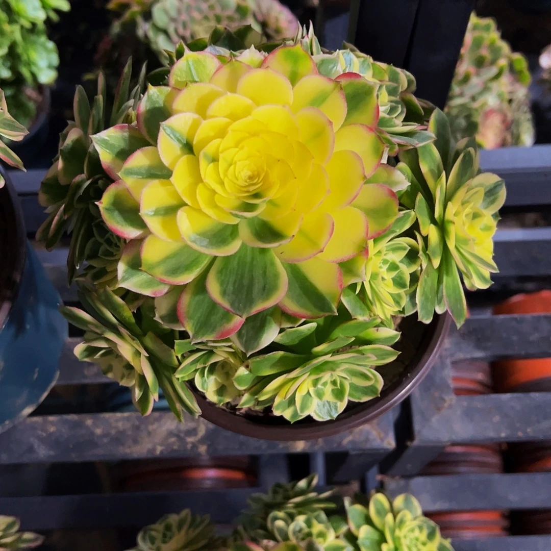 老庄海仙法师35.8