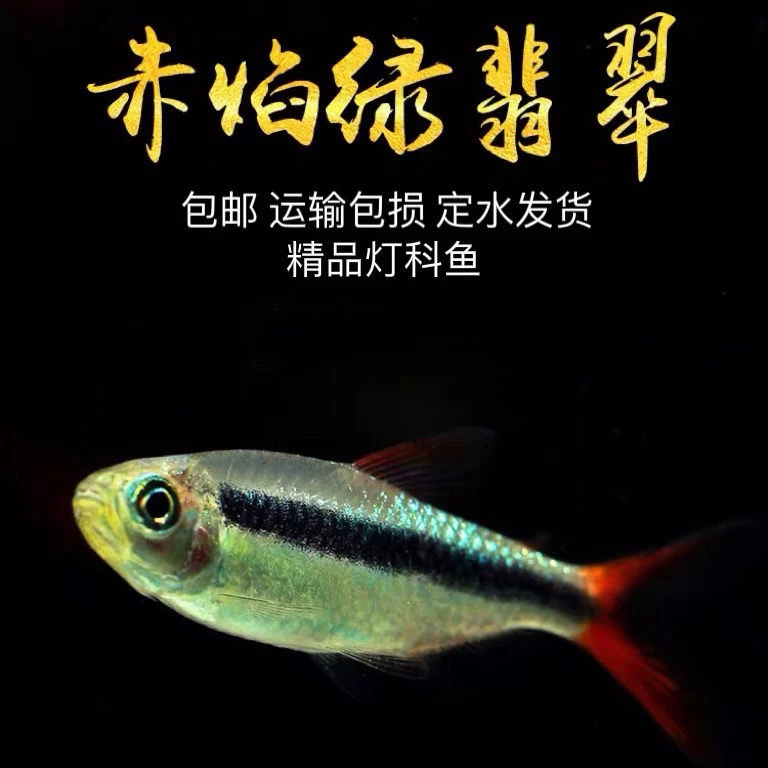 赤焰绿翡翠灯鱼南美进口小型灯鱼稀有品种红尾炽焰翡翠绿灯鱼