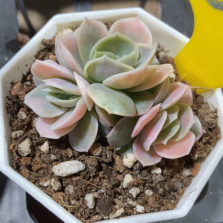 多肉植物蓝色惊喜锦895