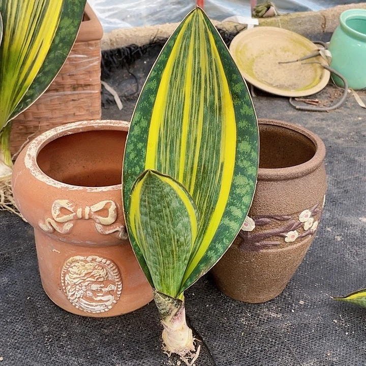 完全开放宝镜虎皮兰30cm