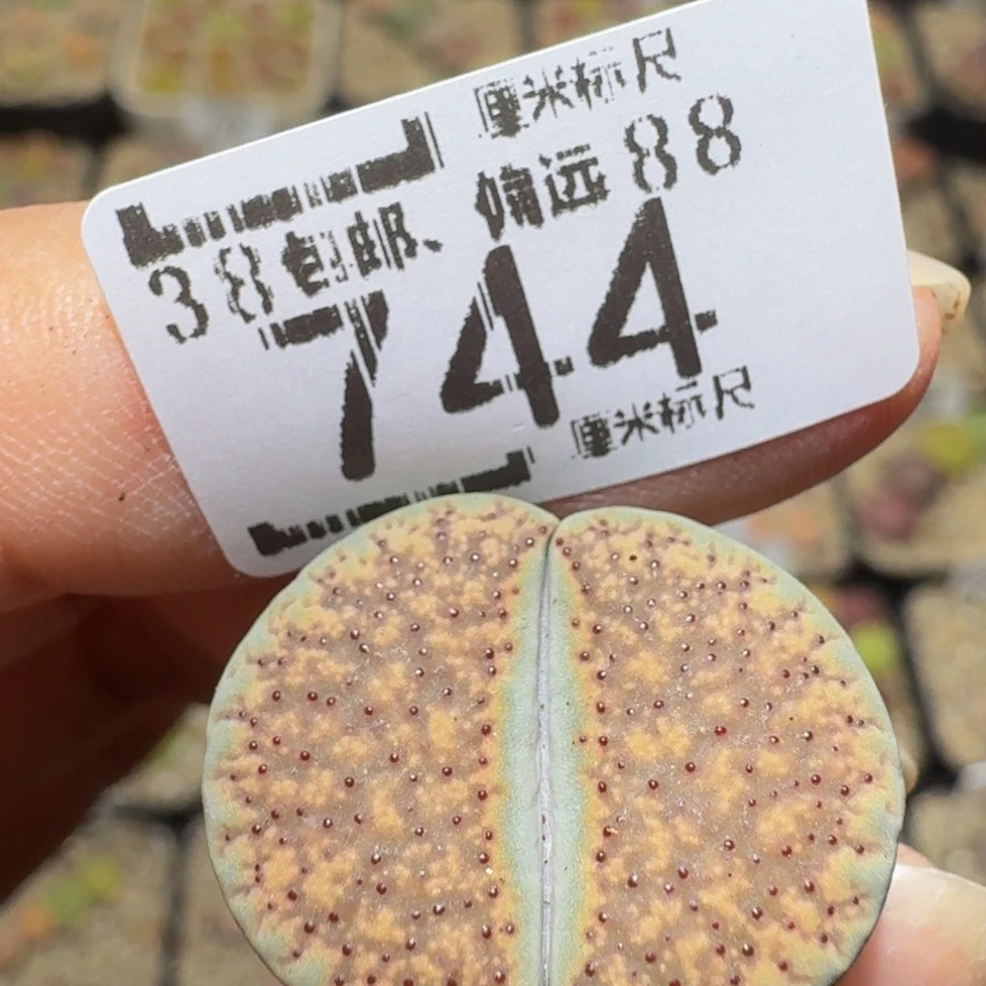 西***辞Sssss生石花肉锥744