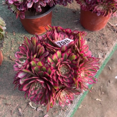 798白月光朵朵多肉，