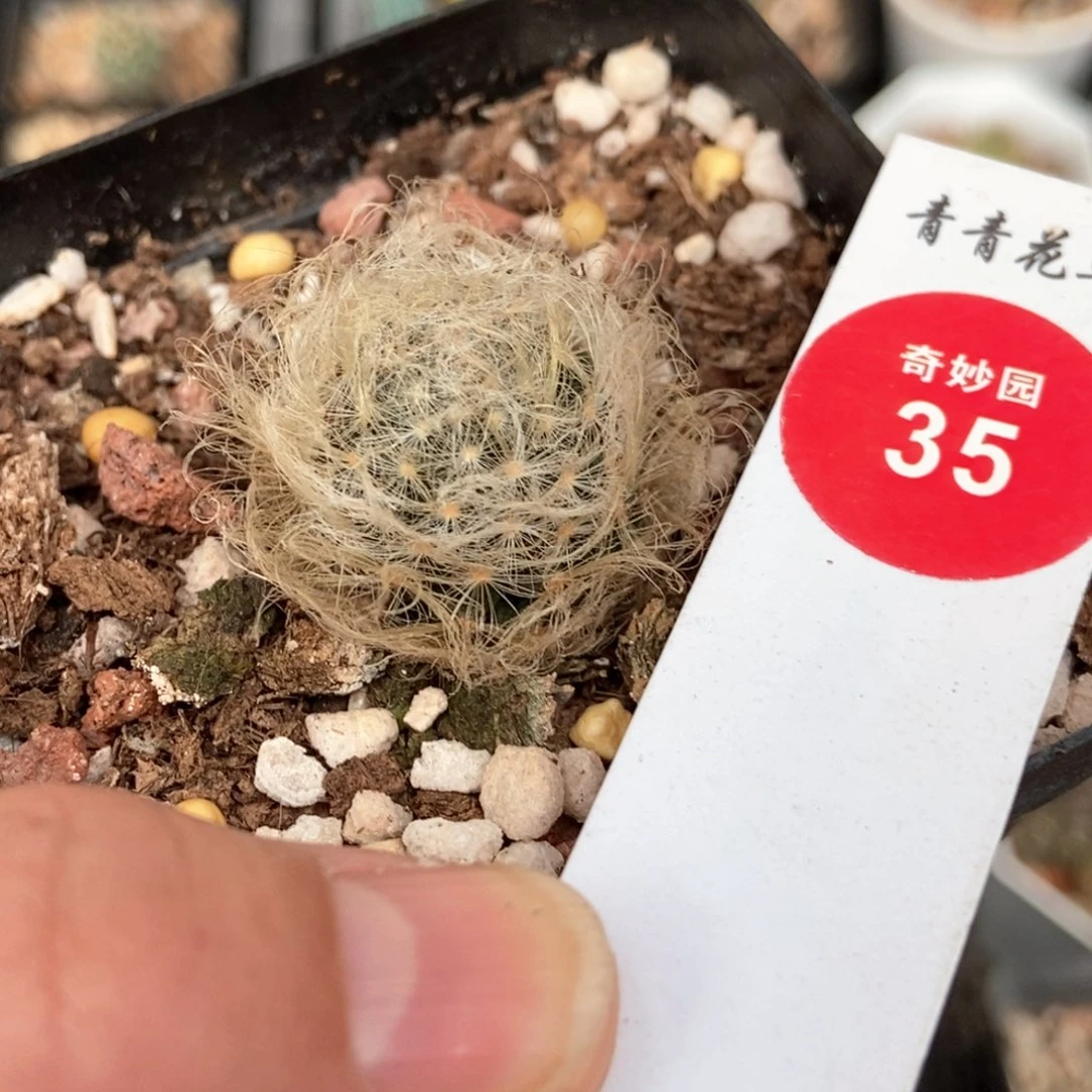 实生翠星2.4cm一棵仙人球