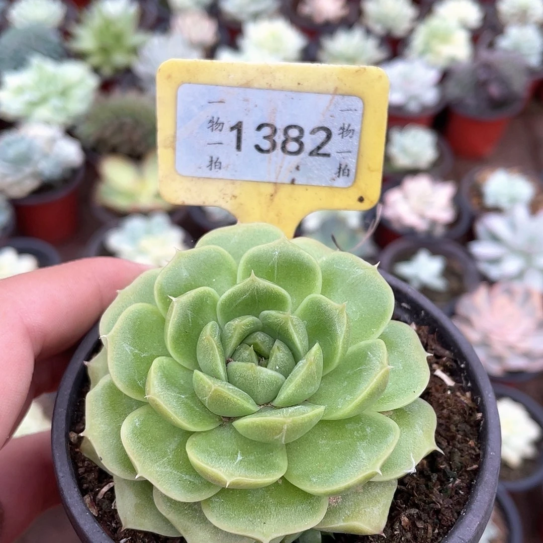 泛***泛1382号多肉植物盆栽