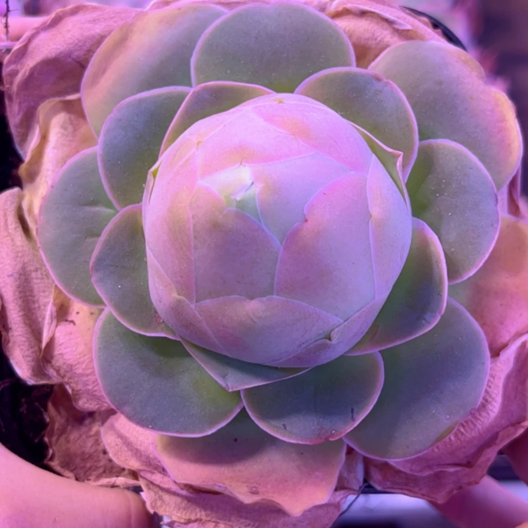 全部花朵L一物一拍山地玫瑰782