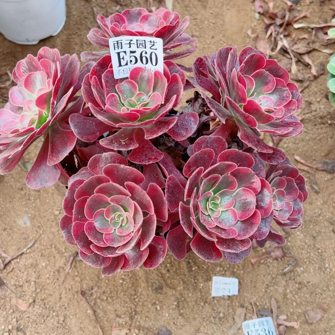 560爱神尺寸20左右
