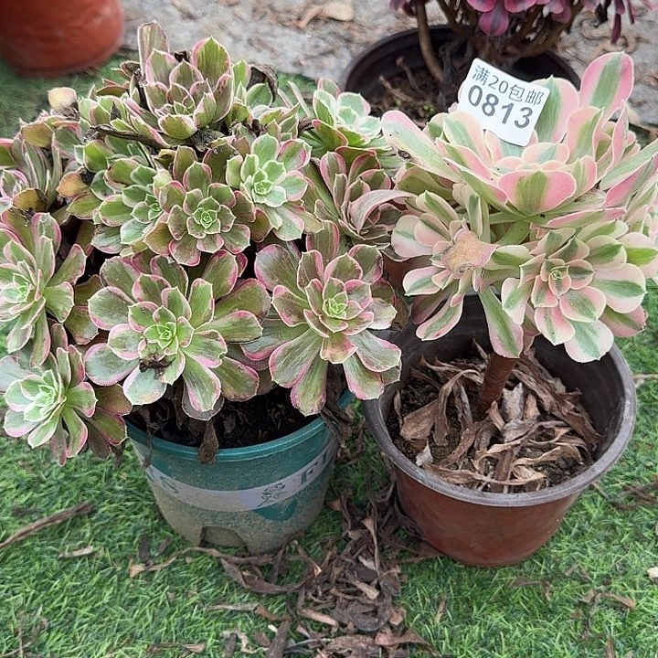 0813安娜，粉女巫多肉植物