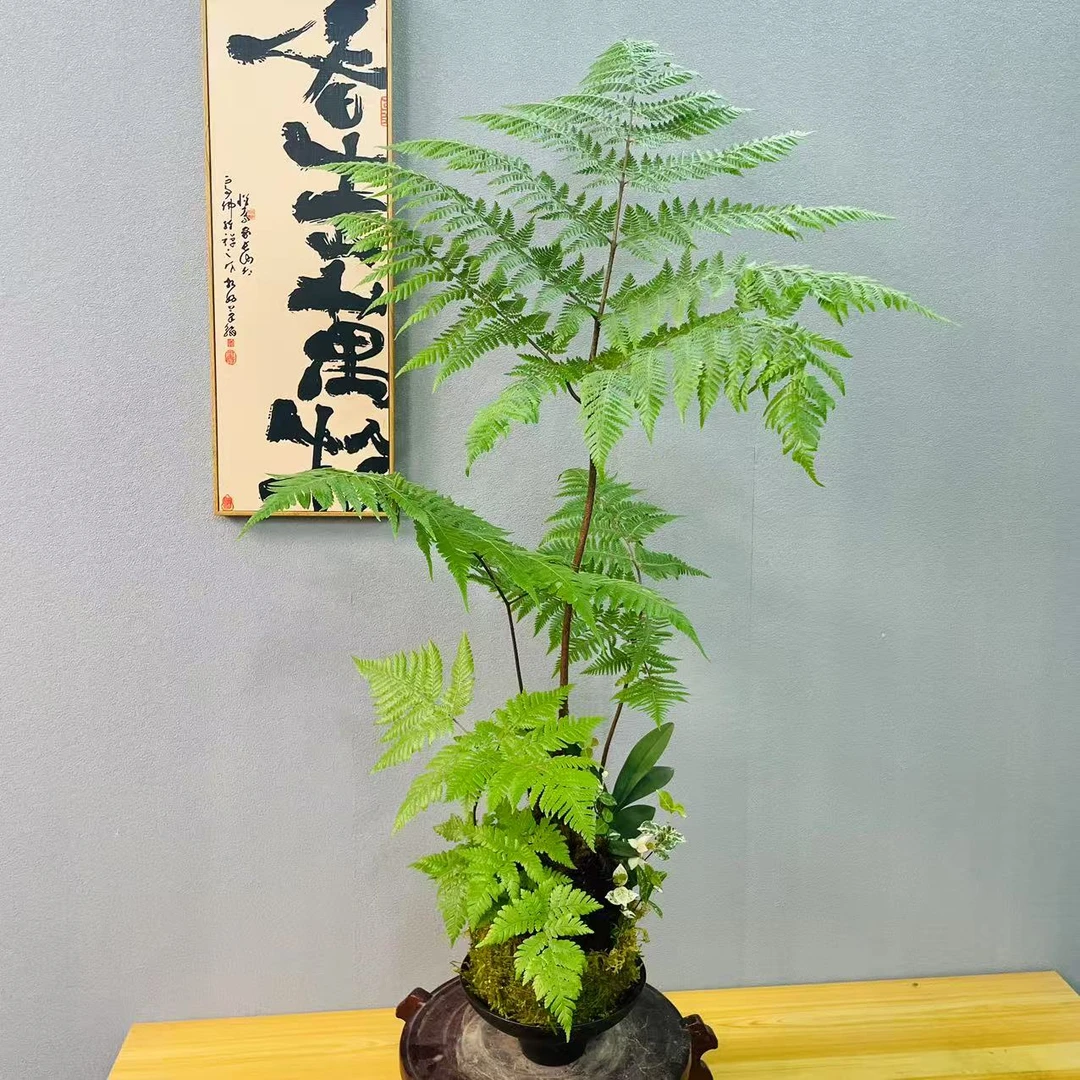 红鳞蕨苔藓球盆栽绿植