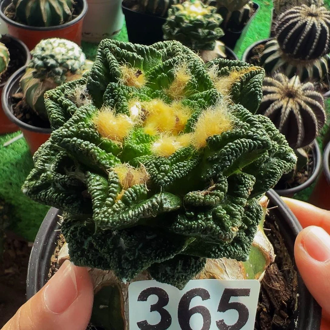 无花朵单头隔尤辛顿牡丹365