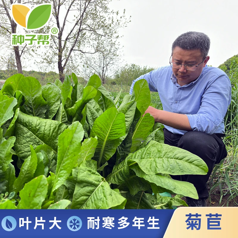 大叶菊苣牧草种子多年生耐寒抗旱营养均衡阔叶菜鲜嫩养猪养家禽