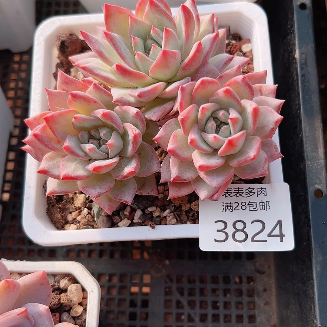 什****多肉一物一拍植物3824