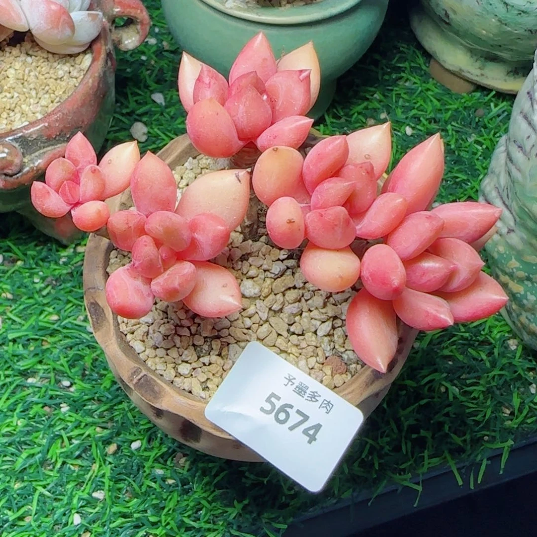 桃花源，5674多肉植物