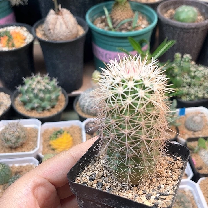 无花朵锦御旗虾实生球一颗