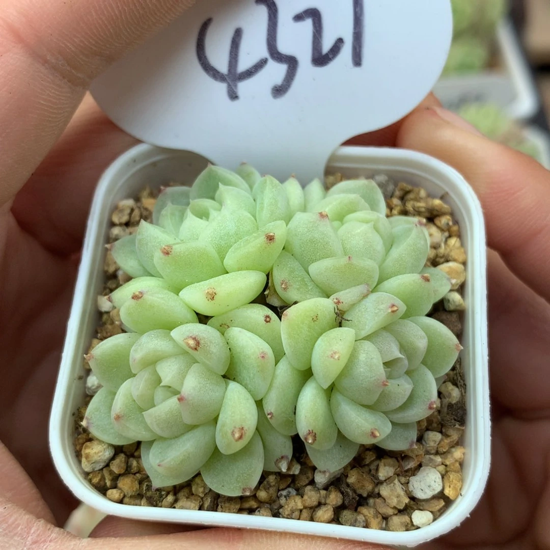 财富密码4头无砍群4327