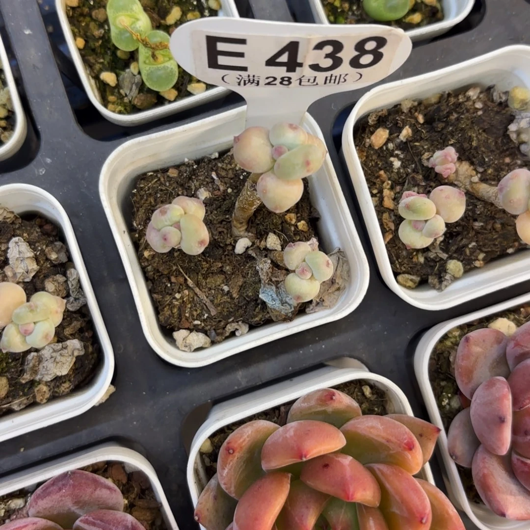 E438萤火虫奶酪一物一拍