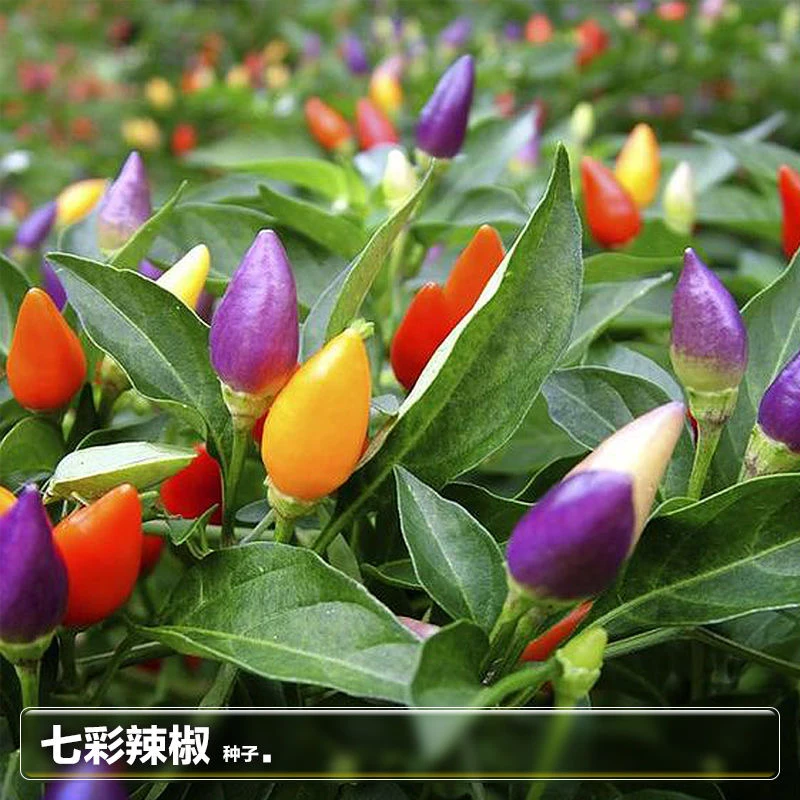 七彩椒种子辣泡椒小米椒种籽观赏阳台盆栽春秋四季辣椒蔬菜种孑籽