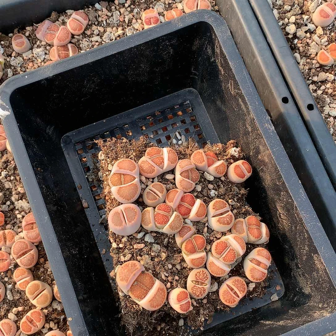 抹****?B231多肉植物保护