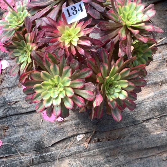 智*多肉植物美亚134