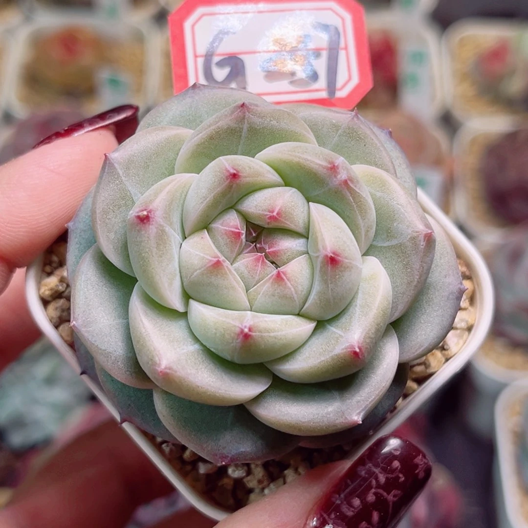 G257一物一拍 宫灯