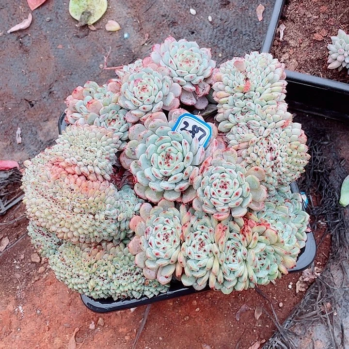 287白胖子 一物一拍多肉