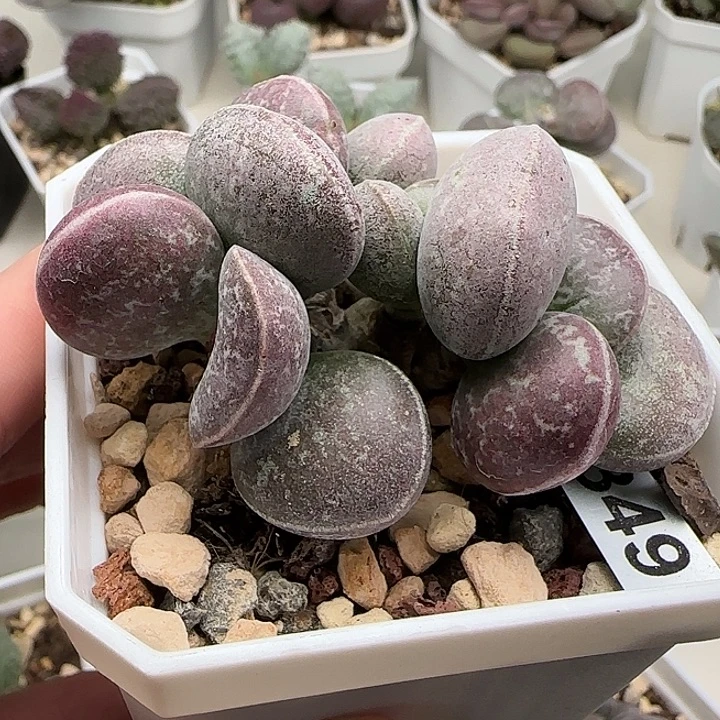 静***～满斑花蛋球球体水泡多肉