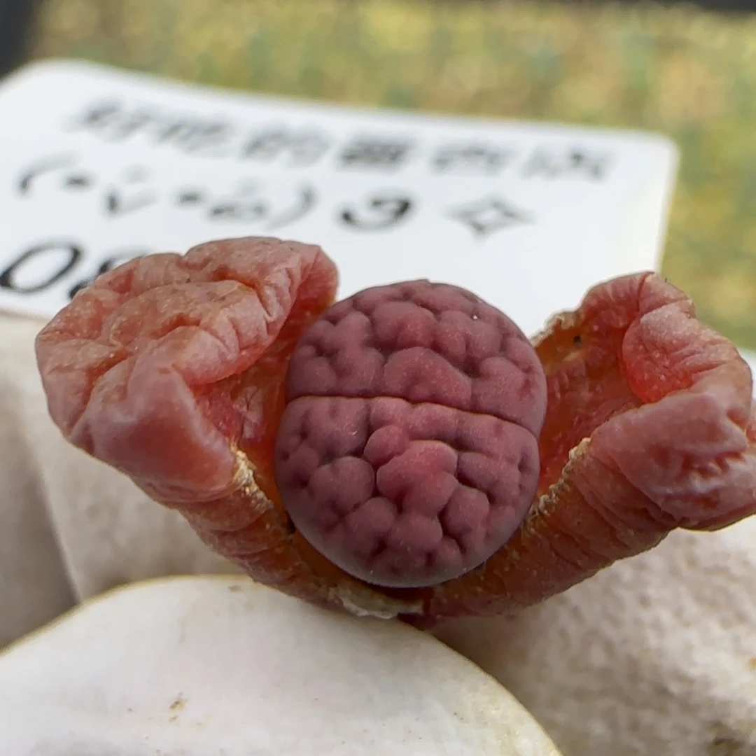 0754。玫瑰。一年。不大。。。