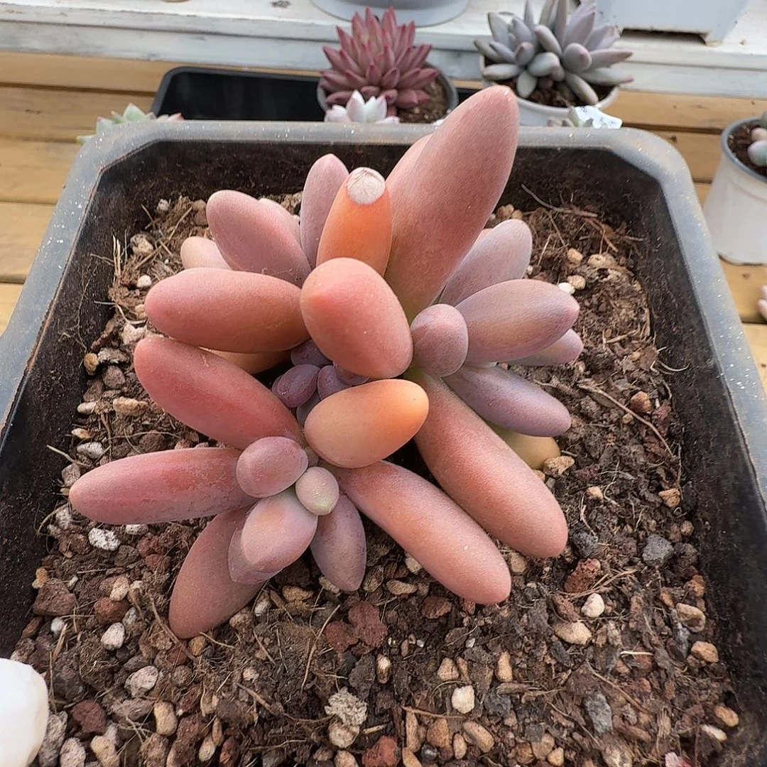 日光灯11111227-70