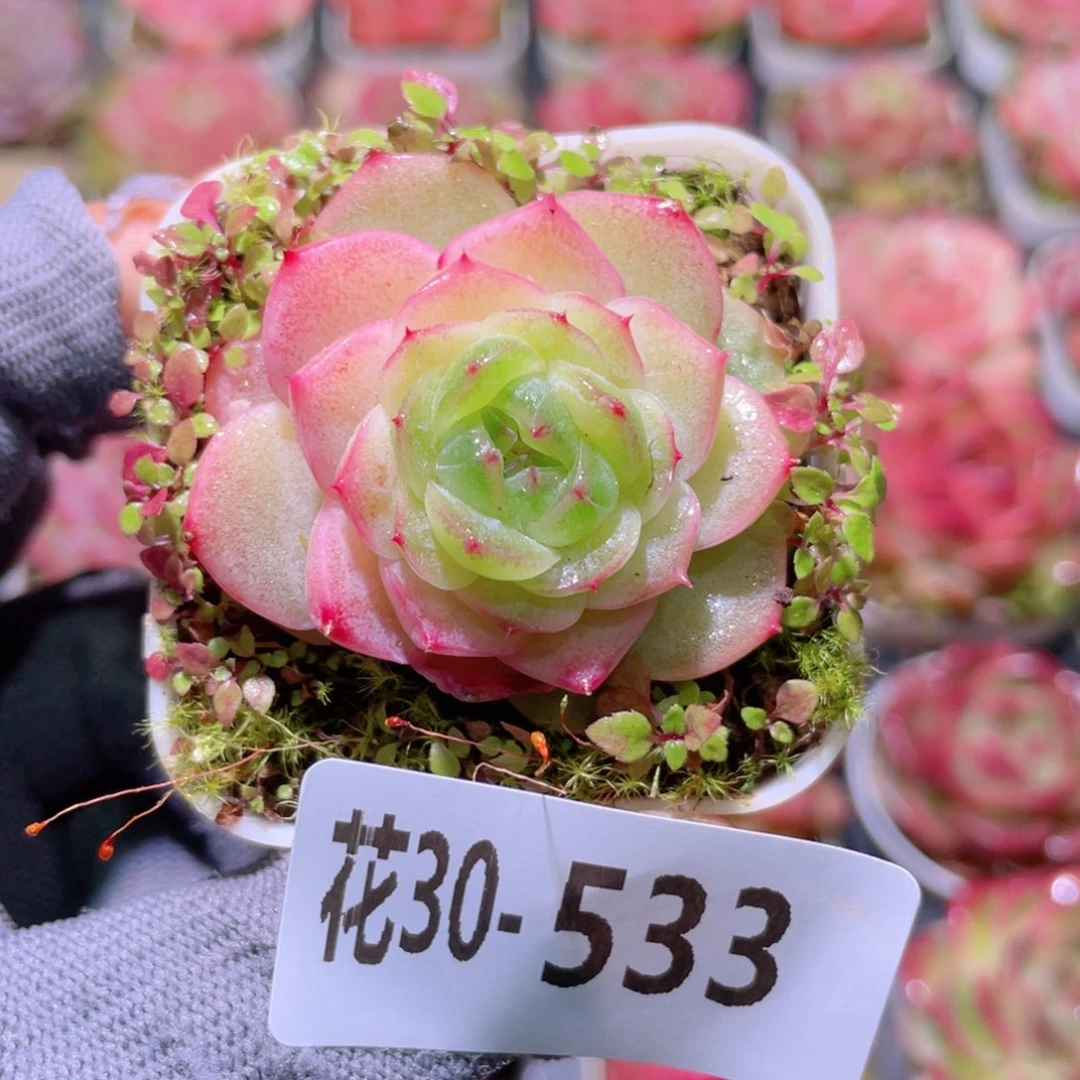 花利美30-533福利珍妮