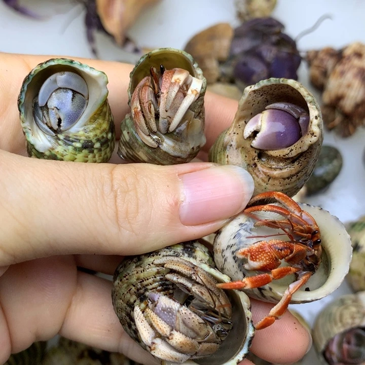 a4，新手福利组合5个