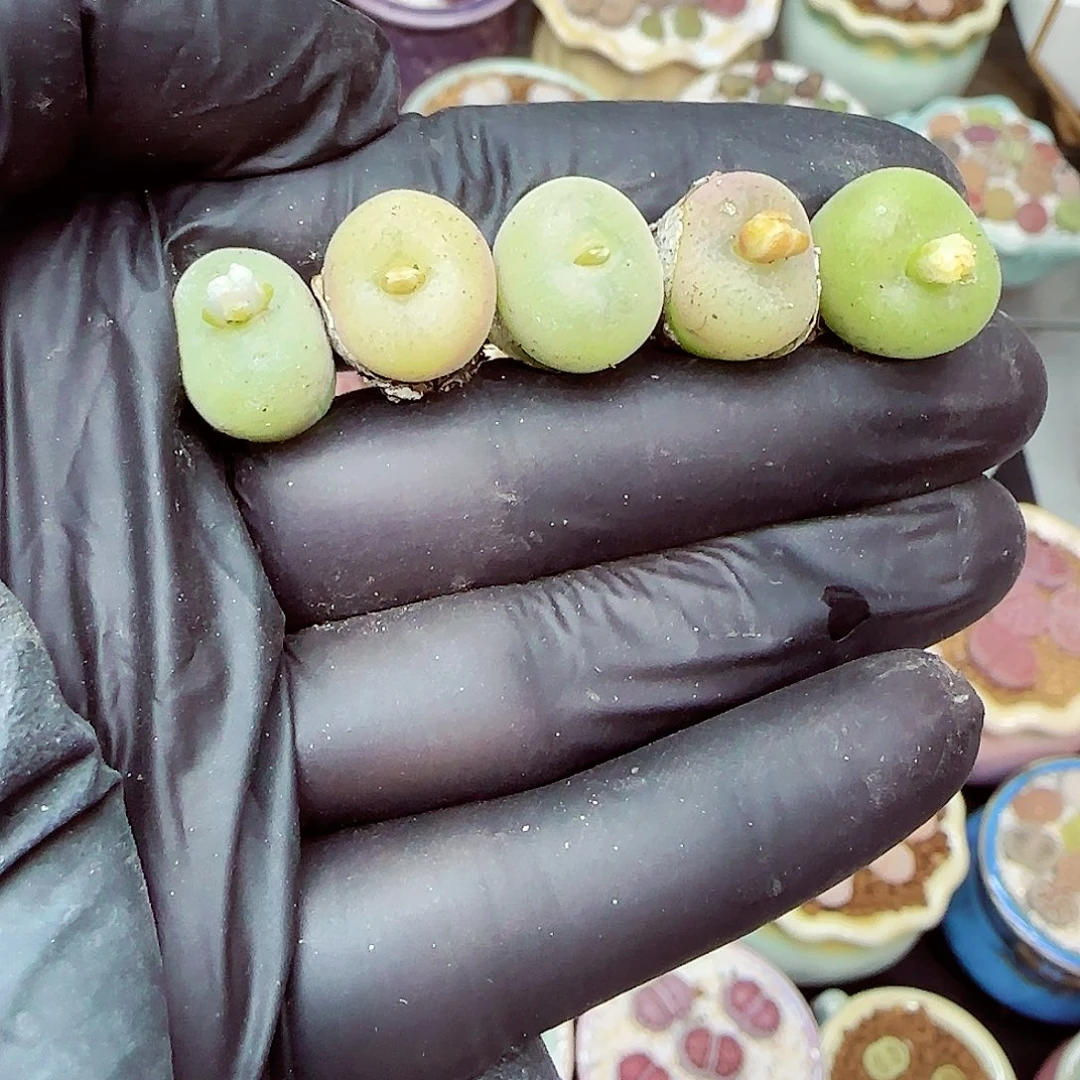 生石花满18包邮1028-111